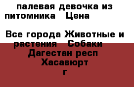 палевая девочка из питомника › Цена ­ 40 000 - Все города Животные и растения » Собаки   . Дагестан респ.,Хасавюрт г.